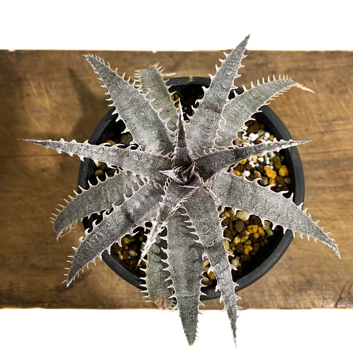 ディッキア ワーレン×マーキュリー「Dyckia Warren × Mercury」6E-2