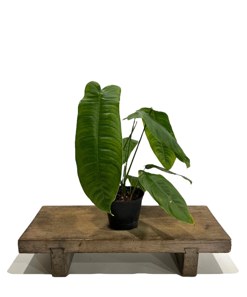 Philodendron sharoniae　フィロデンドロン　シャロニアエ フィロデンドロン シャロニアエ | GREEN LUCK
