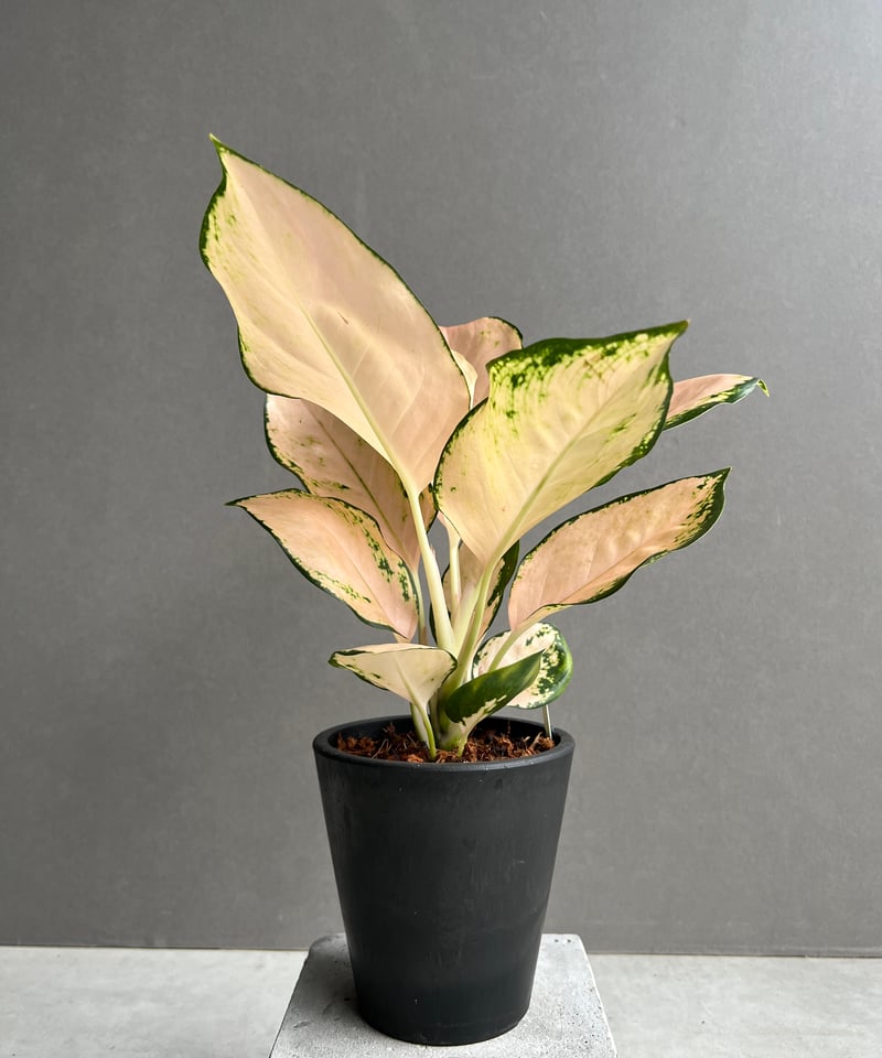 アグラオネマ コーチン ピーチ 「Aglaonema Cochin.Peach」48X | S