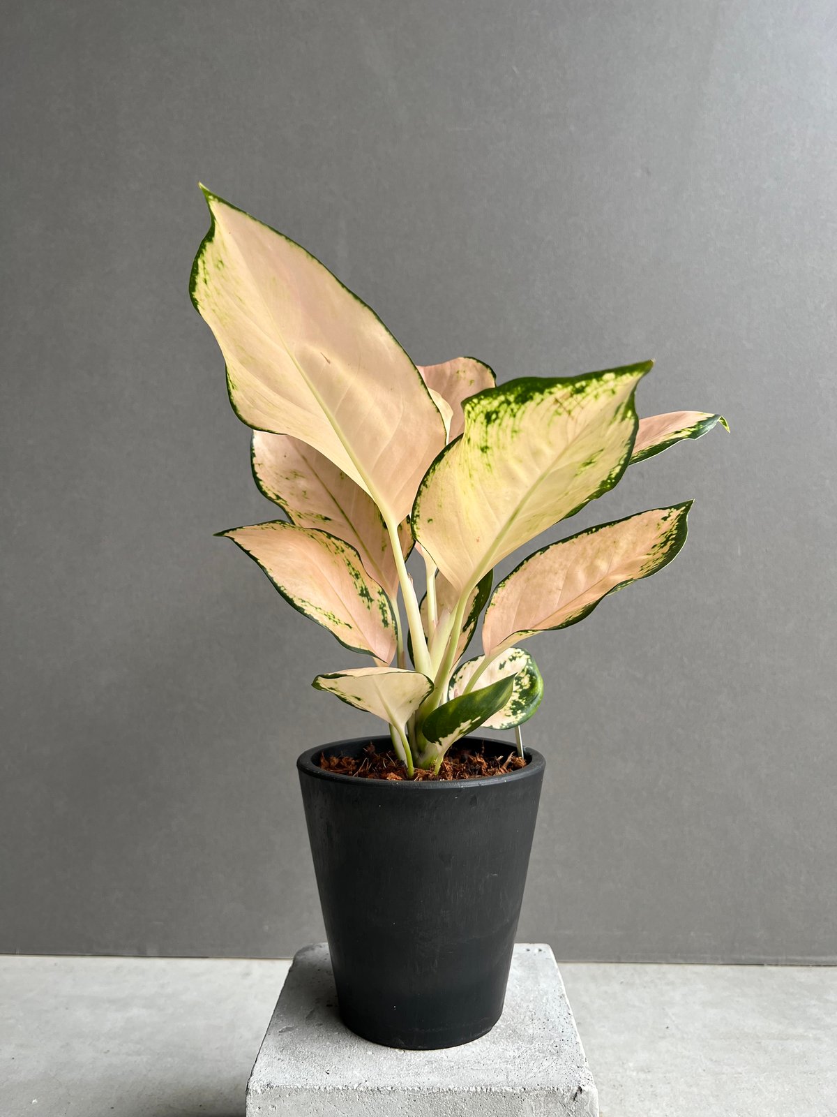 アグラオネマ コーチン ピーチ 「Aglaonema Cochin.Peach」48X
