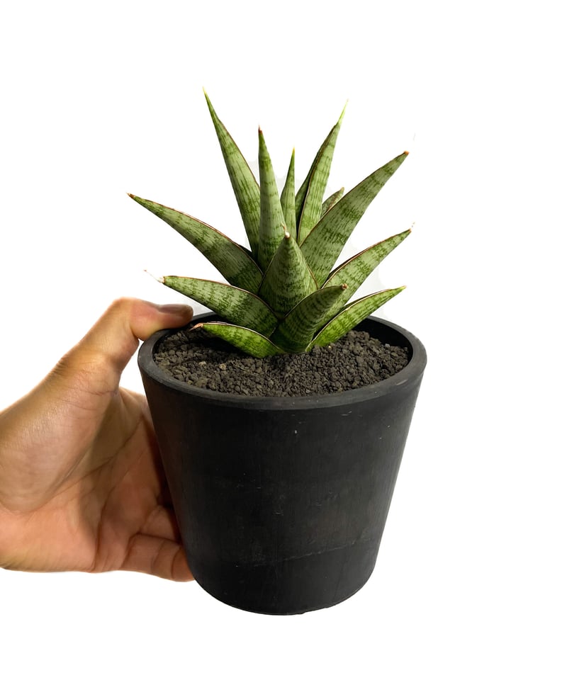 サンセベリア ロックマン 「Sansevieria Rock Man 」5/11-466 |