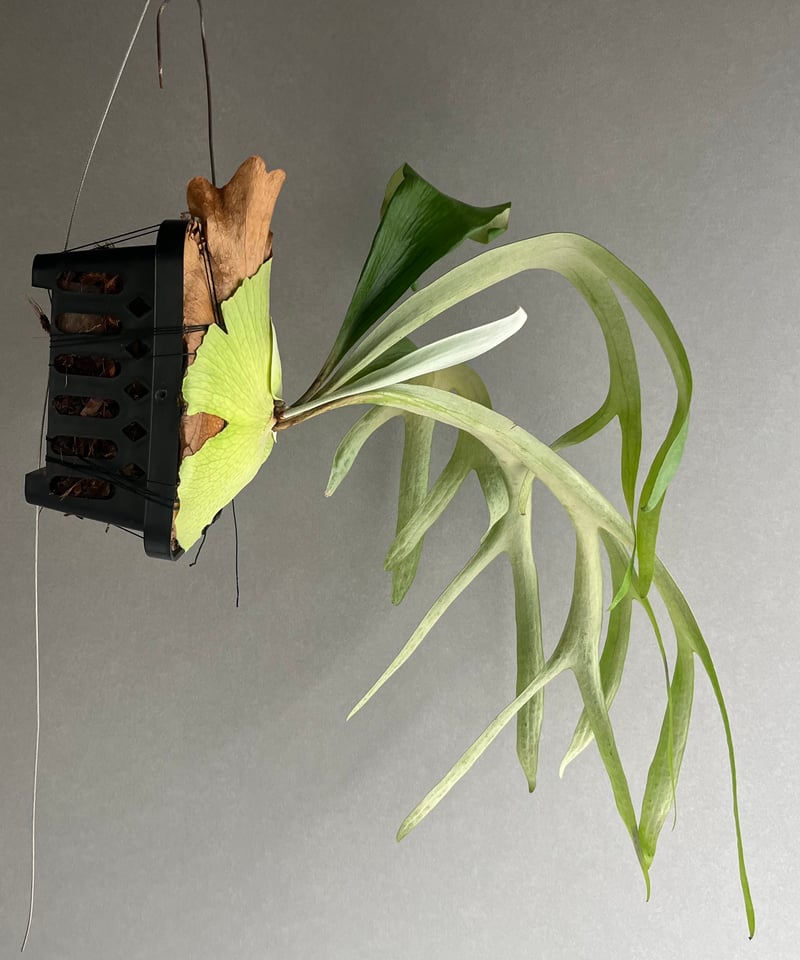 ビカクシダ サンバウェンセ （子株） 「Platycerium Sumbawense (pup