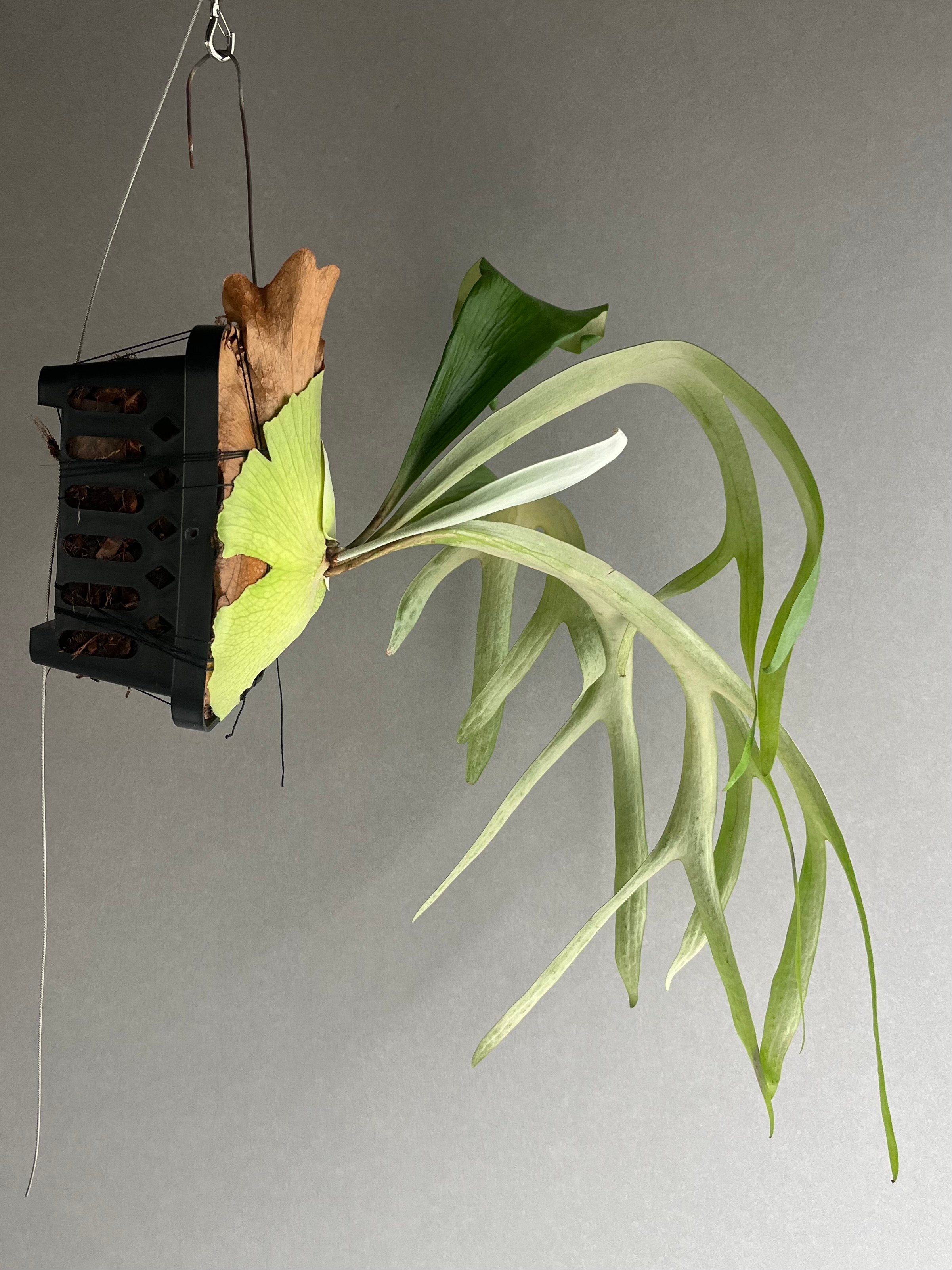ビカクシダ サンバウェンセ （子株） 「Platycerium Sumbawense (pup