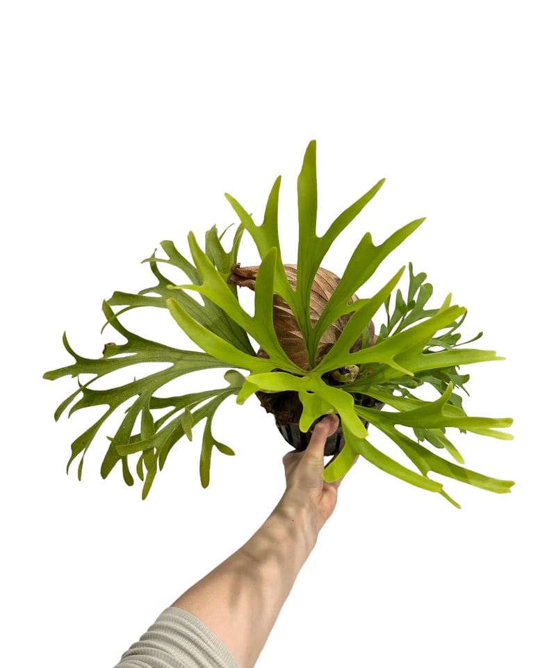 ビカクシダ キッチャクード 細葉 「Platycerium Mt. Kitshakood ビカクシダ キッチャクード 細葉 「Platycerium Mt. Kitshakood