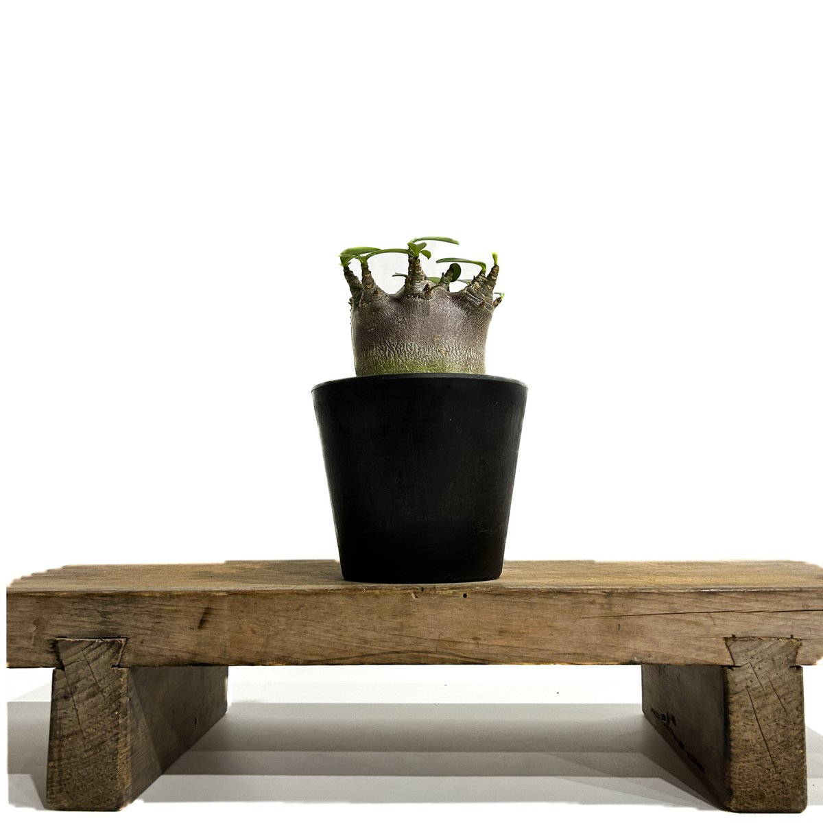 アデニウム・アラビカム ドワーフタイプ 中型 塊根植物 黒鉢 ザ