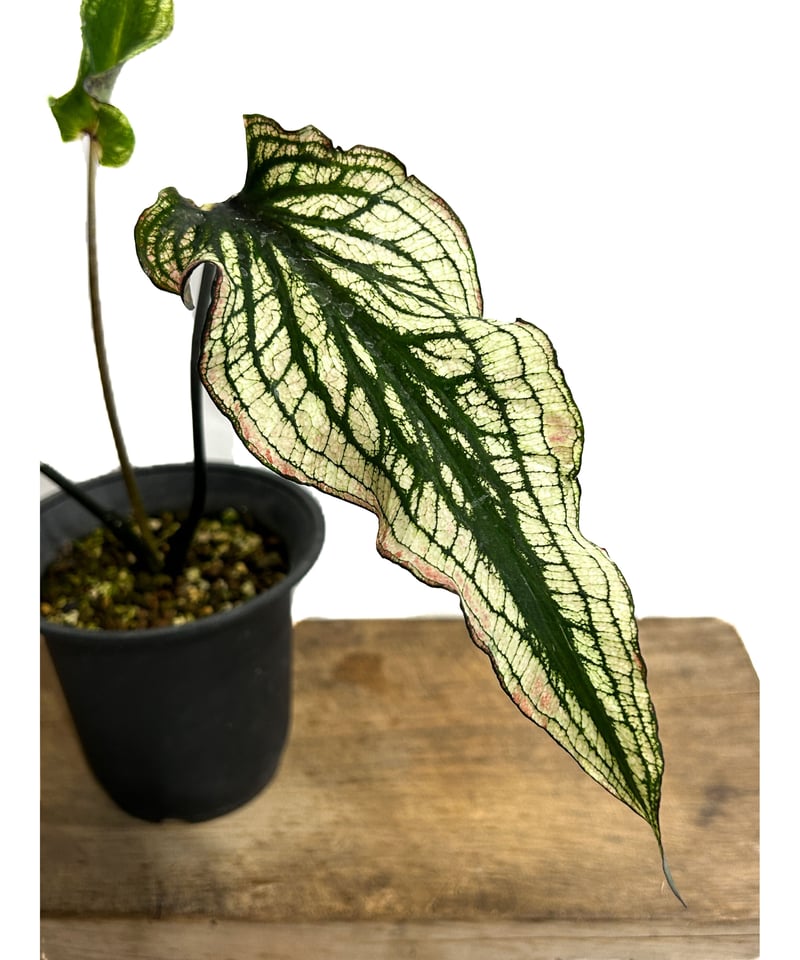 カラジウム ブラック バンブー「Caladium Black Bamboo」7/21-55A