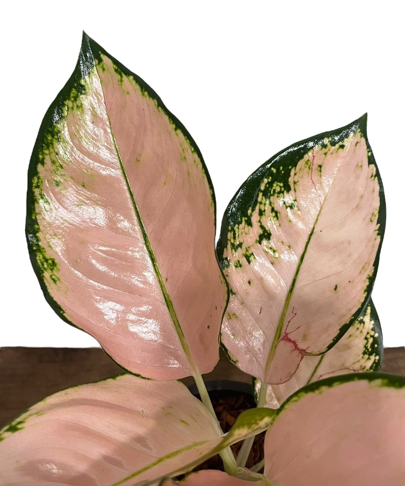 アグラオネマ コーチン ピーチ 「Aglaonema Cochin.Peach」83U | S