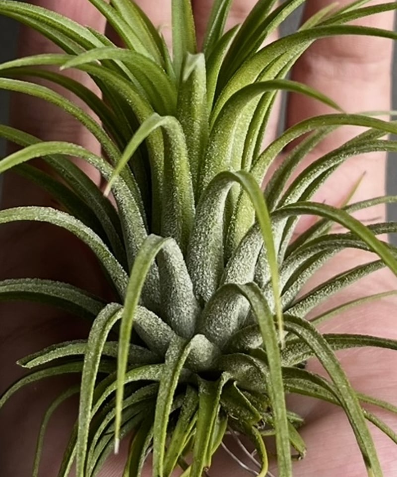 ティランジア イオナンタ ドルイド 斑入 「Tillandsia ionantha Druid
