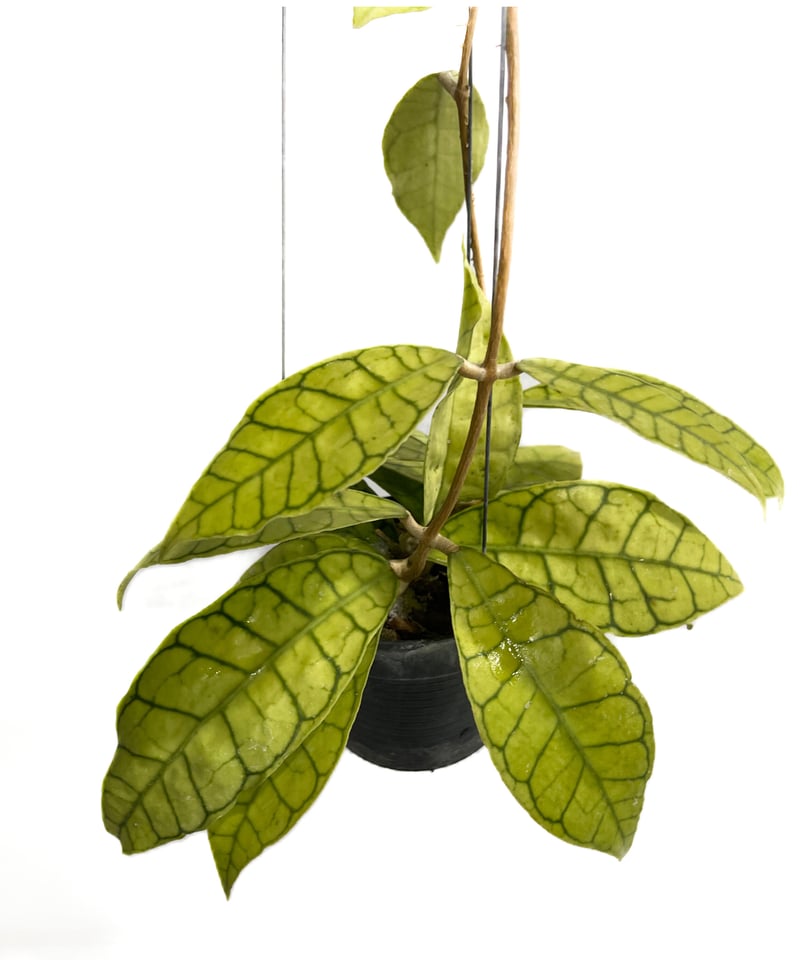 ホヤ カリストフィラ「Hoya callistophylla」4/11-294 | SHOUC