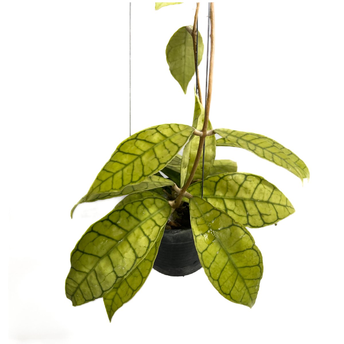 ホヤ カリストフィラ「Hoya callistophylla」4/11-294 | SHOUC