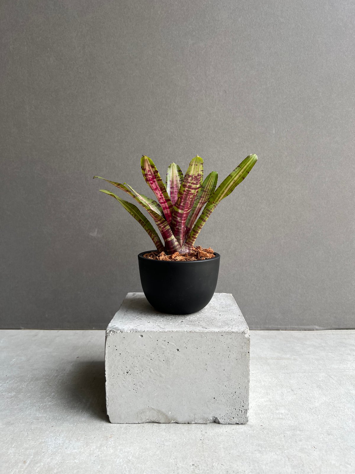 ネオレゲリア アベンチュラ 「Neoregelia Aventura」40C | SHOUCH