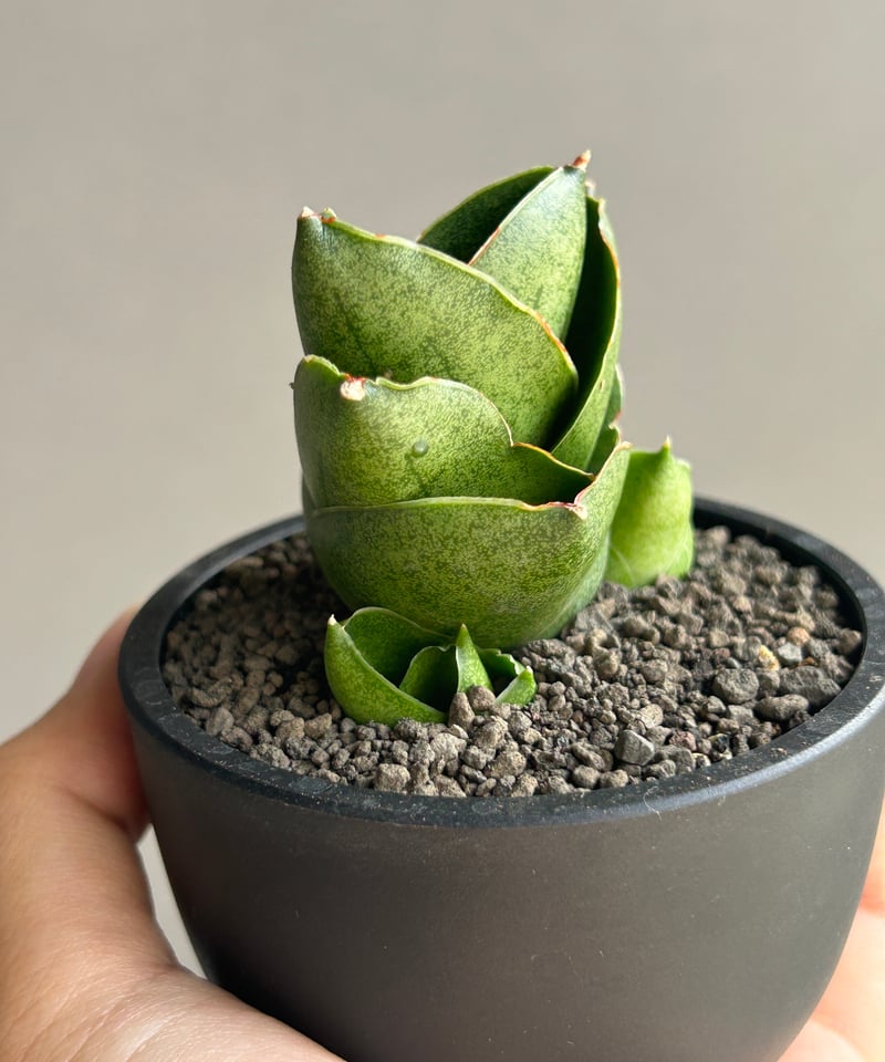 g65 サンセベリア 希少 サンスベリア ベンジャロン アンヤマニーガーデン g65 サンセベリア 希少 サンスベリア ベンジャロン アンヤマニー