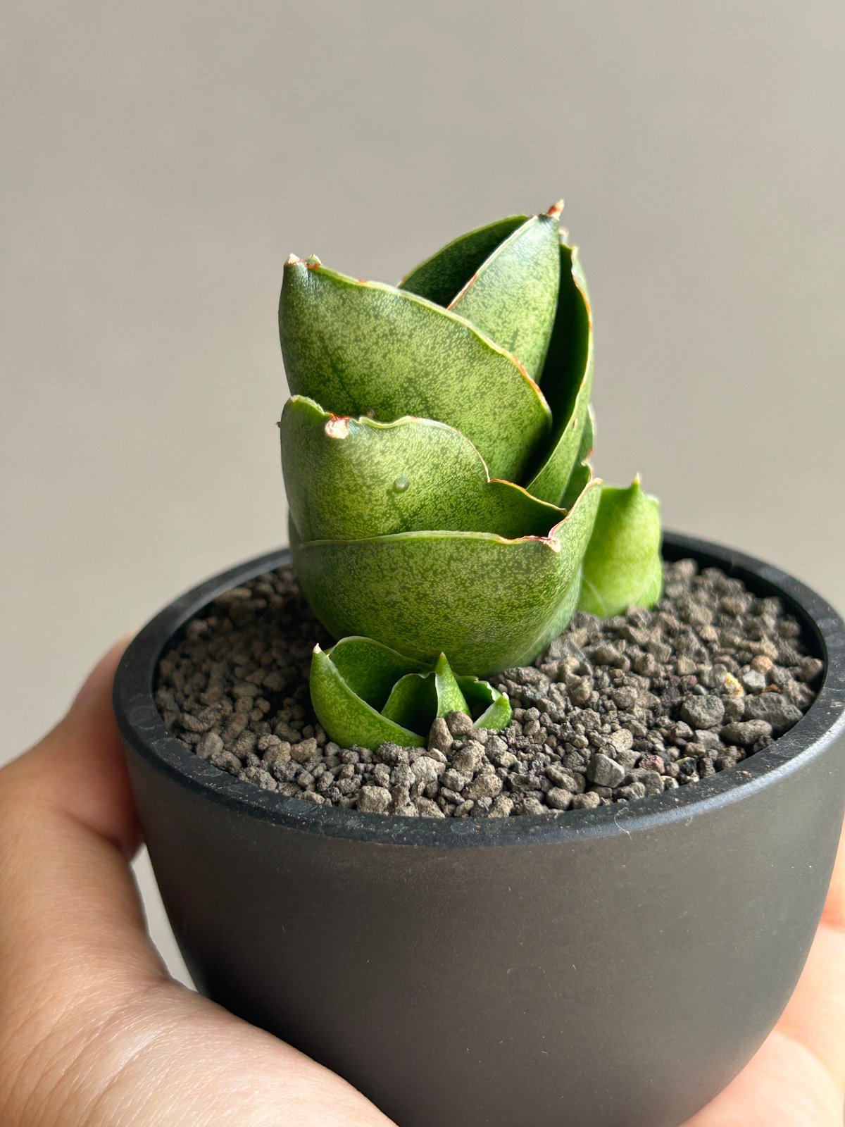 サンセベリア ベンジャロン「Sansevieria Benjarong (by Unyaman