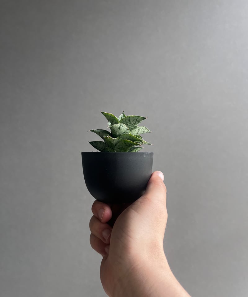 サンセベリア スサノオ 「Sansevieria Susano 'O' (by Unyaman