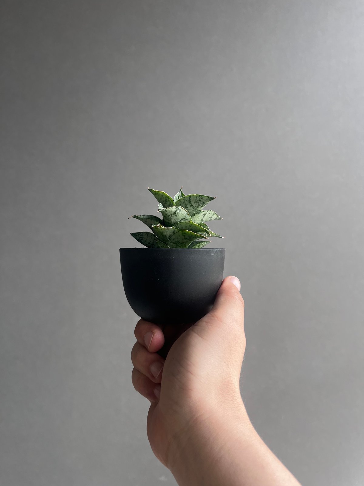 サンセベリア スサノオ 「Sansevieria Susano 'O' (by Unyaman