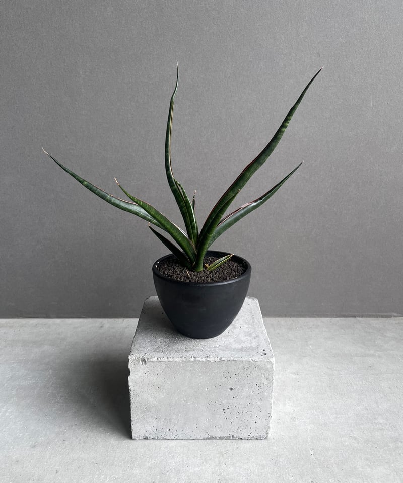サンセベリア ブラック カラバオ 「Sansevieria Black Carabao (b