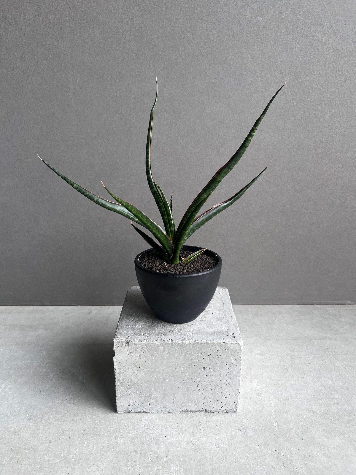 EMP サンセベリア 'ブラック' カラバオ / SA311 EMP サンセベリア 'ブラック' カラバオ / SA311