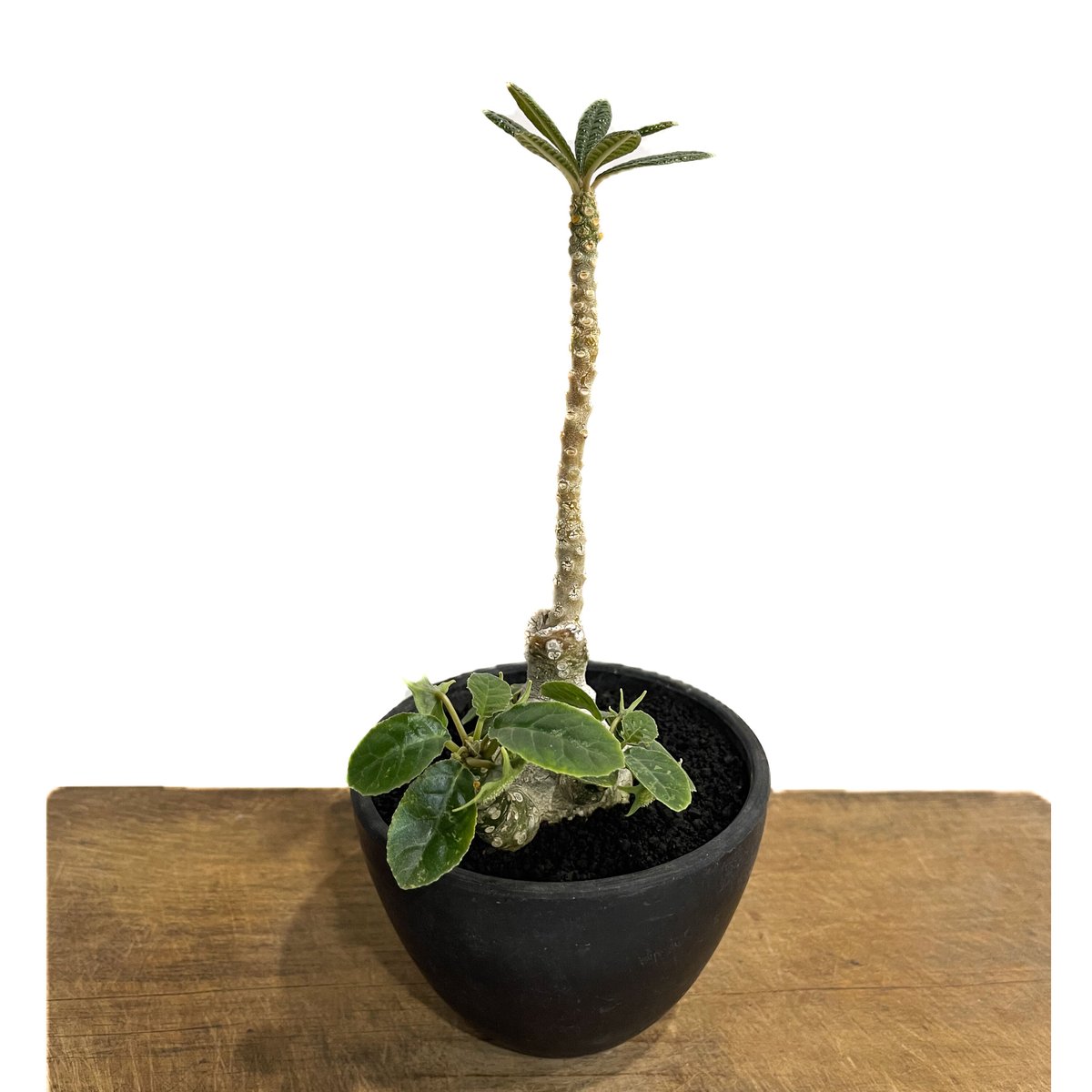 ドルステニア　ギガス　さし木 ドルステニアギガスの挿し木トライ｜🍀GreenSnap（グリーン