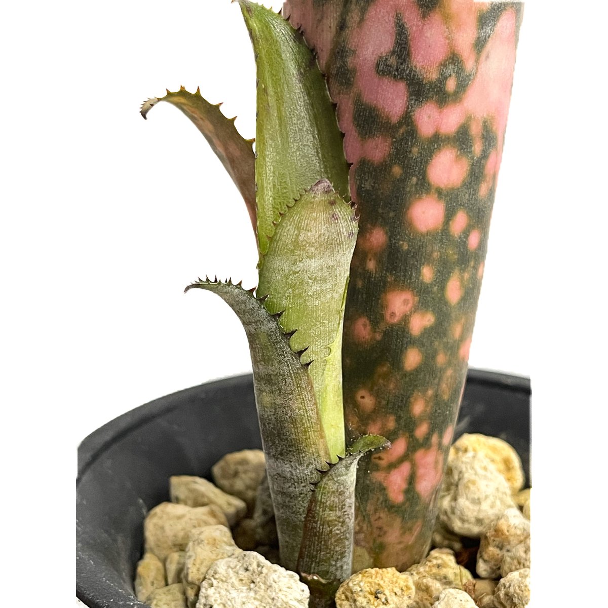 Billbergia 'Cold Fusion'〔ビルベルギア〕B0254 現品】ビルベルギア・コールドフュージョン Billbergia `Cold
