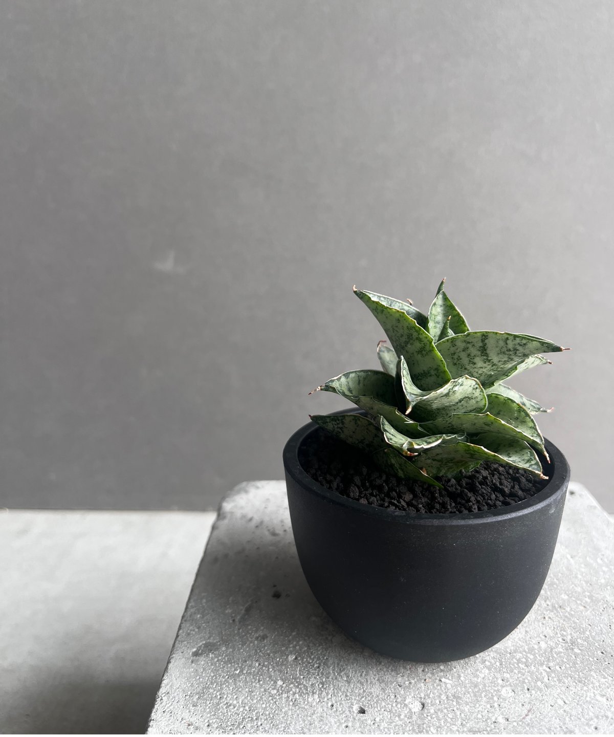 サンセベリア スサノオ 「Sansevieria Susano 'O' (by Unyaman