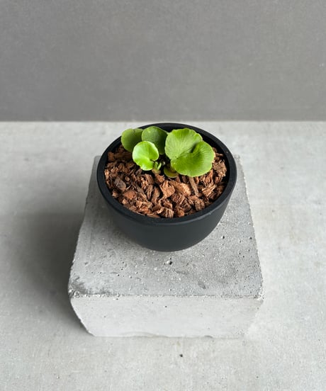 PlantsMake Pachygrack var. Squid○△×3種セット PlantsMake