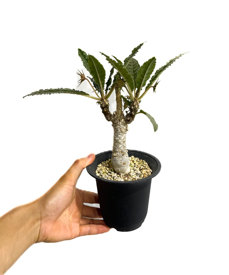 ドルステニア ジプソフィラ 接ぎ木「Dorstenia gypsophila 」5/11-47