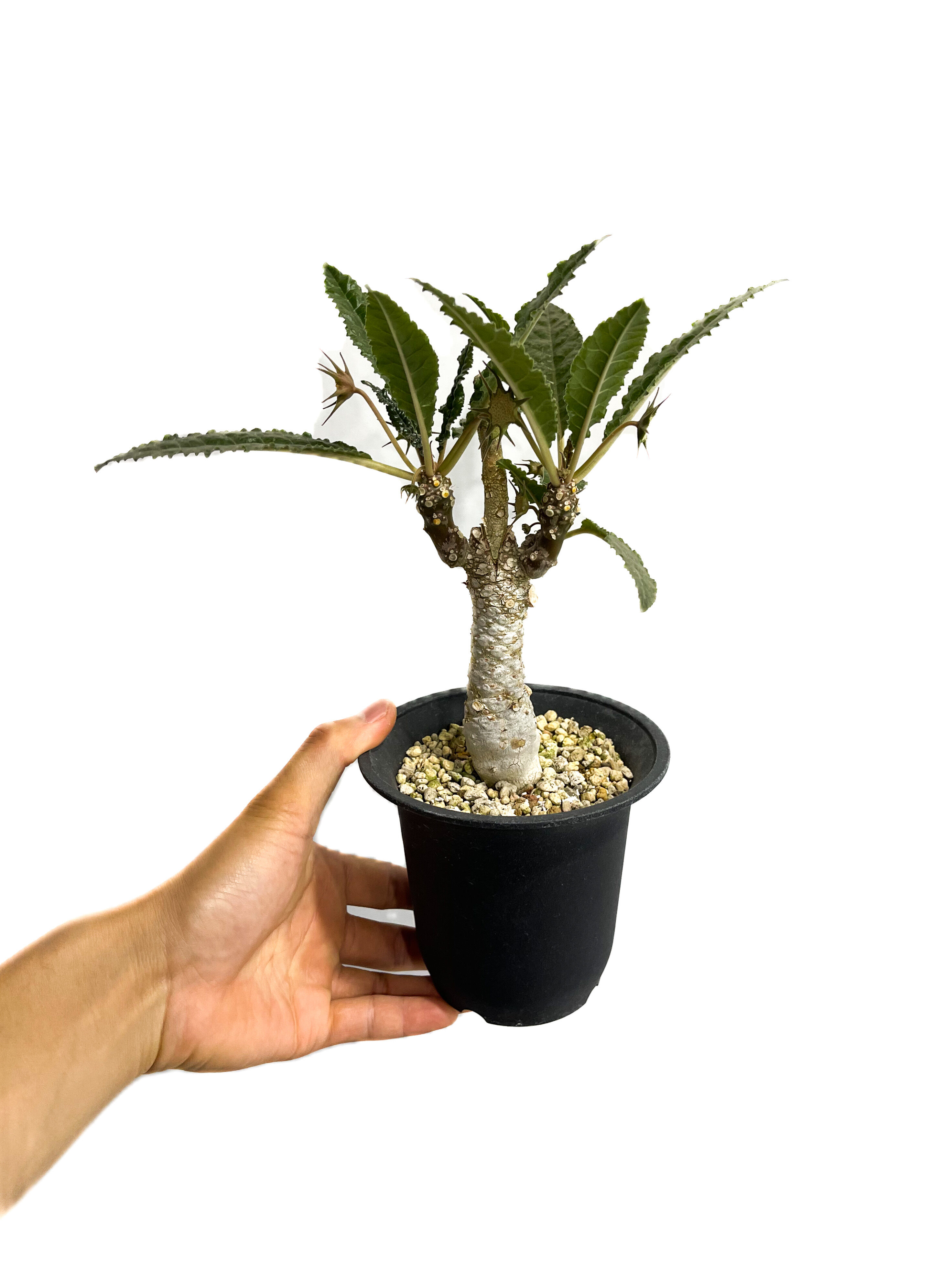 ドルステニア ジプソフィラ 接ぎ木「Dorstenia gypsophila 」5/11-47