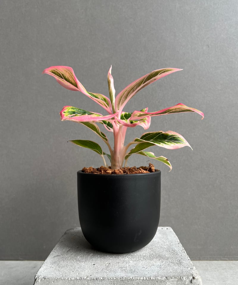アグラオネマアンダマン/アグラオネマロータスデライトの2種セット アグラオネマ ロータス ディライト / Aglaonema Lotus Delight②