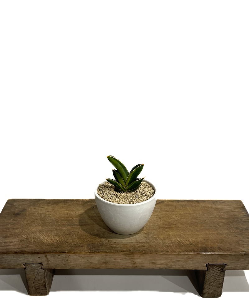 サンセベリア アンダマン 斑入り「Sansevieria Andaman Var.」69G-1
