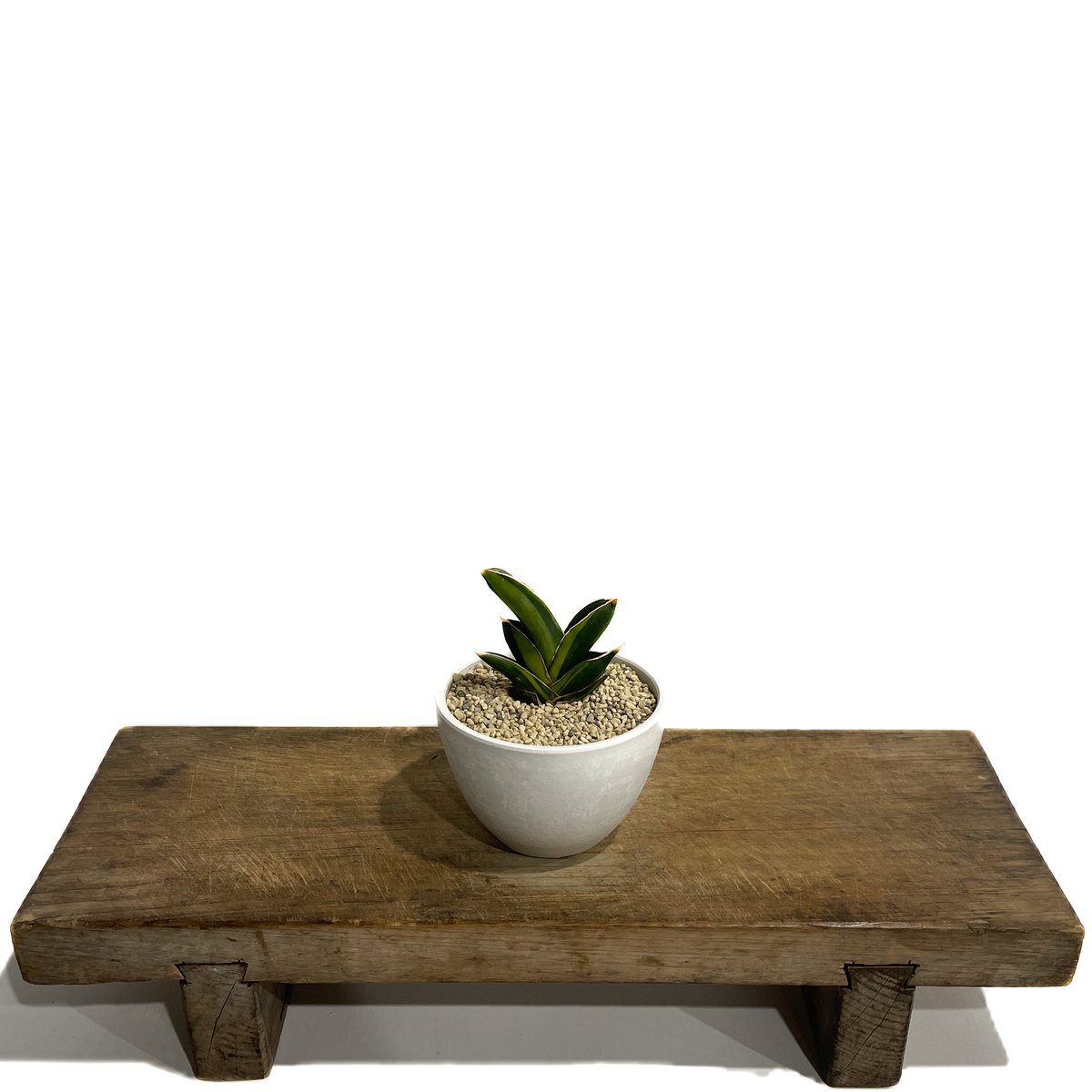 サンセベリア アンダマン 斑入り「Sansevieria Andaman Var.」69G-1