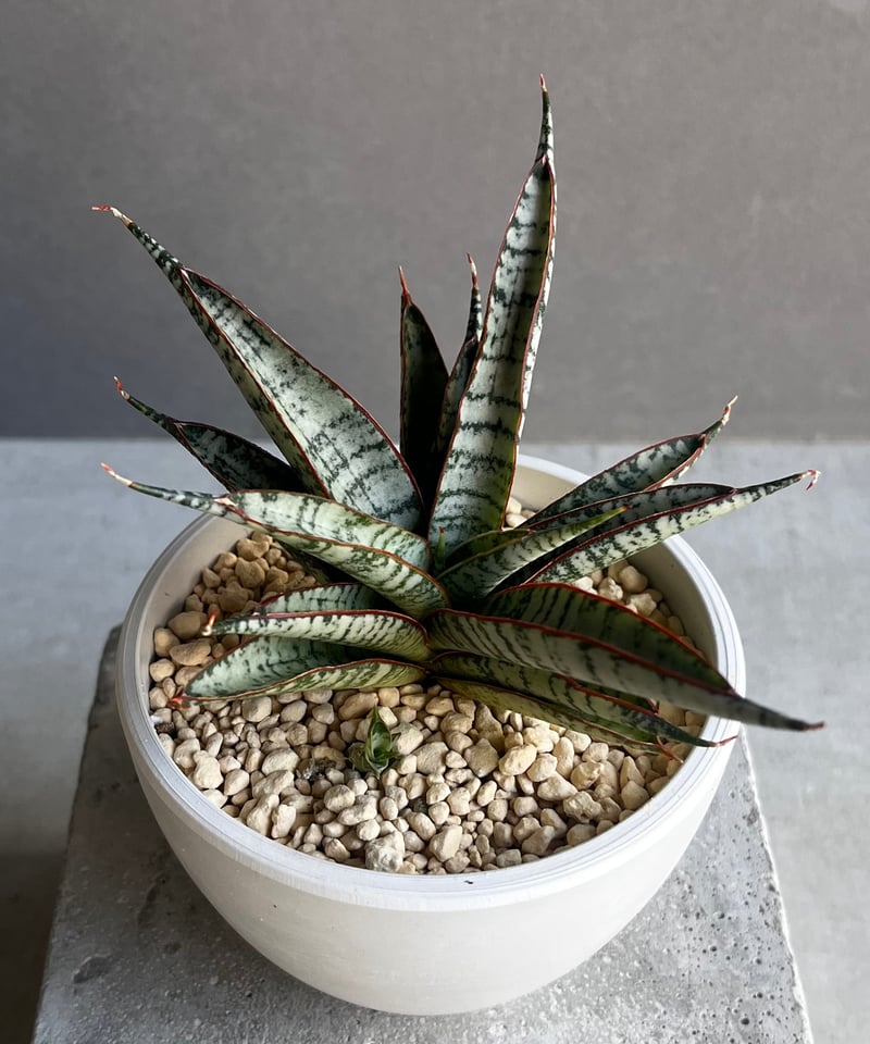 サンセベリア サンシャイン エンジェル 「Sansevieria Sunshine Angel