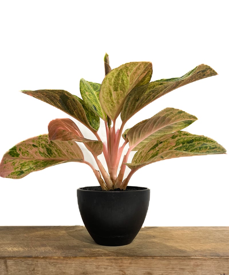 アグラオネマ sp.「Aglaonema sp. (Takeoka's Select)」8/3 アグラオネマ sp.「Aglaonema sp. (Takeoka's Select)」8/3