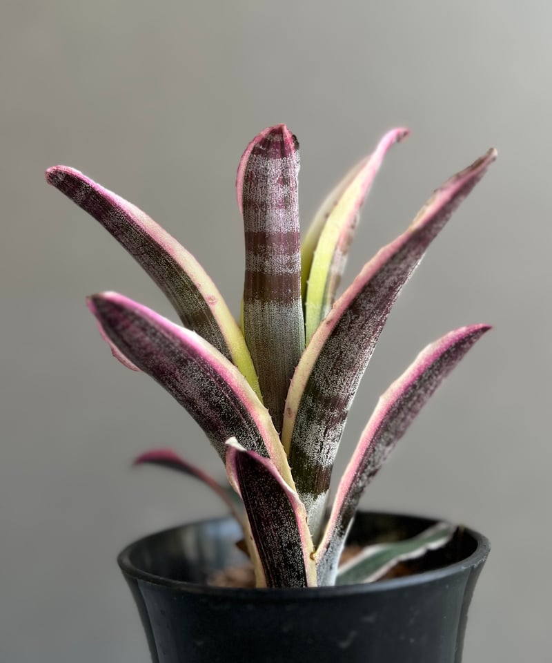 エクメア オットー 「Aechmea Otto」29A | SHOUCHIKUEN エクメア オットー 「Aechmea Otto」29A | SHOUCHIKUEN