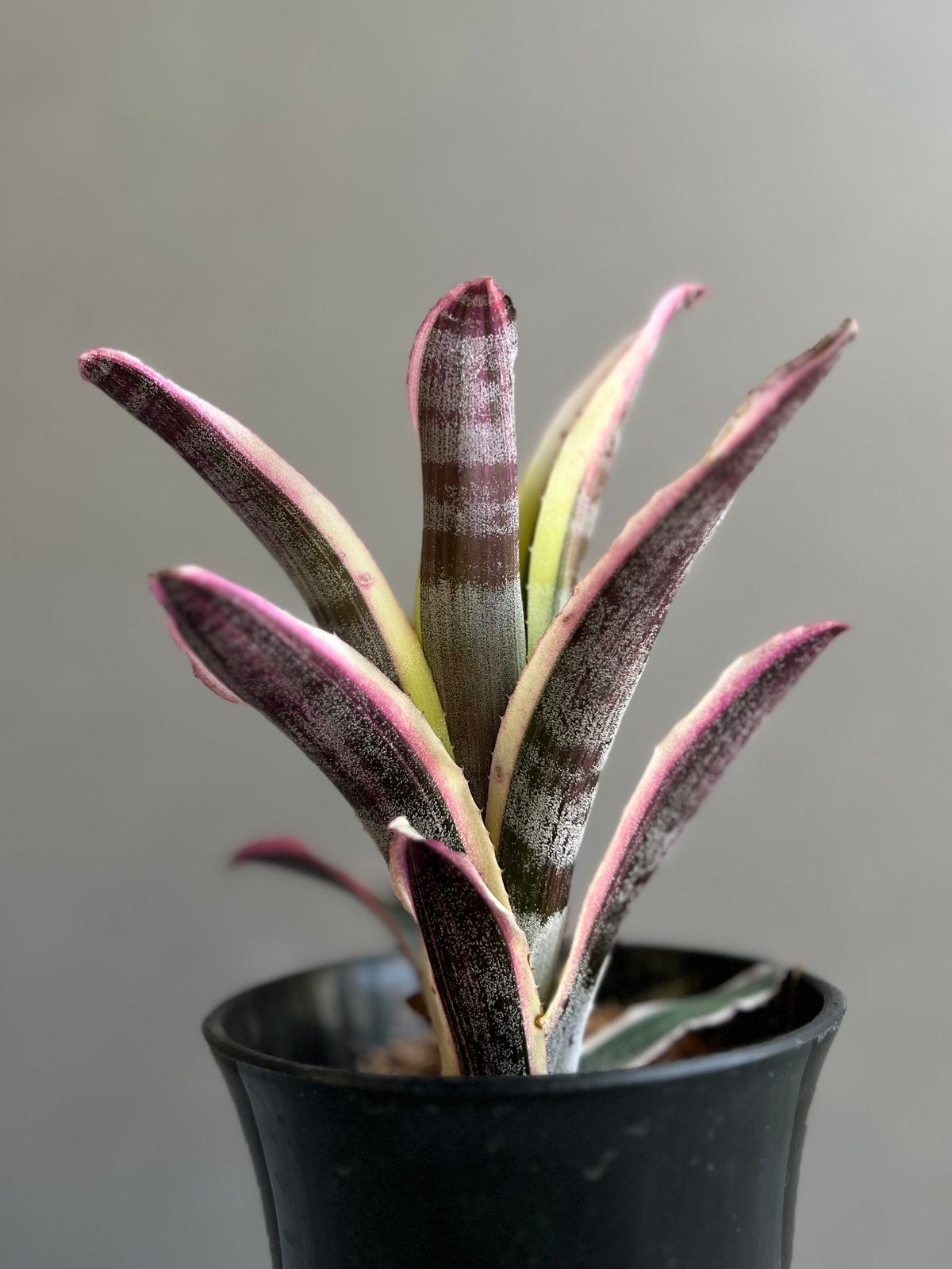 エクメア オットー 「Aechmea Otto」29A | SHOUCHIKUEN