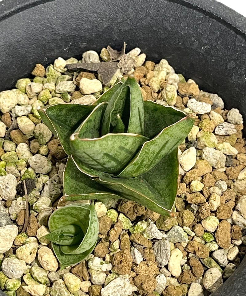 サンセベリア ミニ ローズ「Sansevieria Mini Rose (by Unyaman