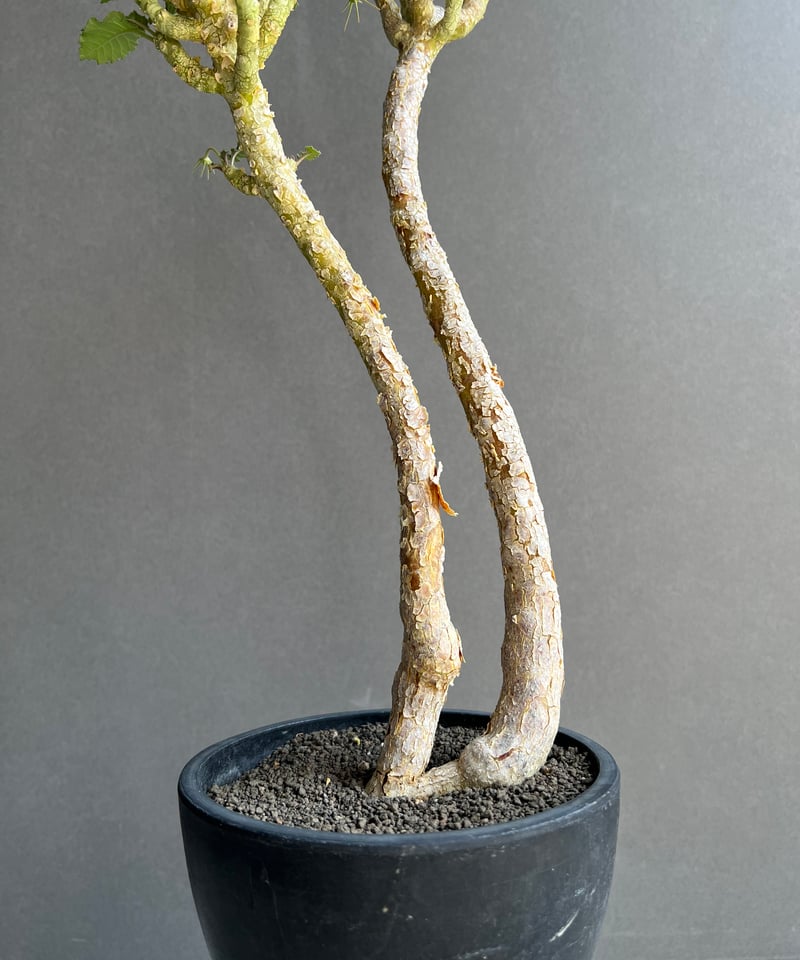 ドルステニア ジプソフィラ x ラブラニー 「Dorstenia gypsophila x l