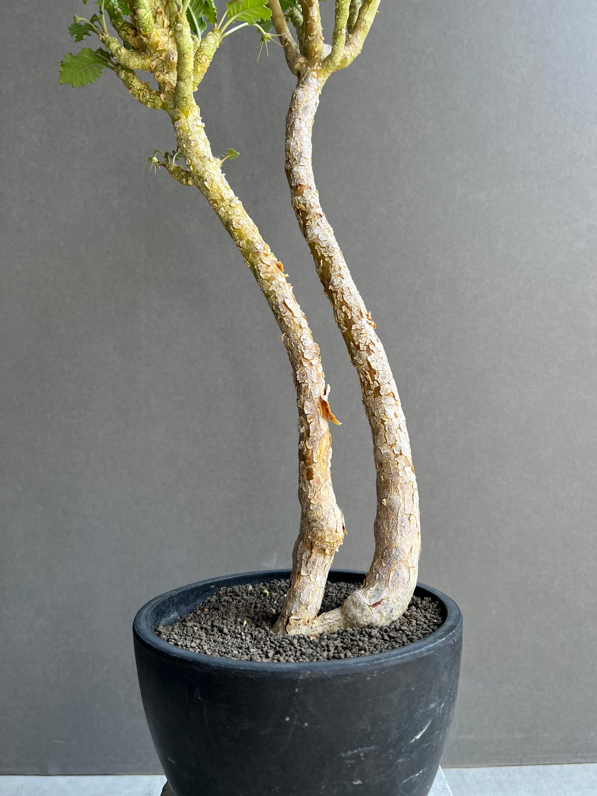 ドルステニア ジプソフィラ x ラブラニー 「Dorstenia gypsophila x l