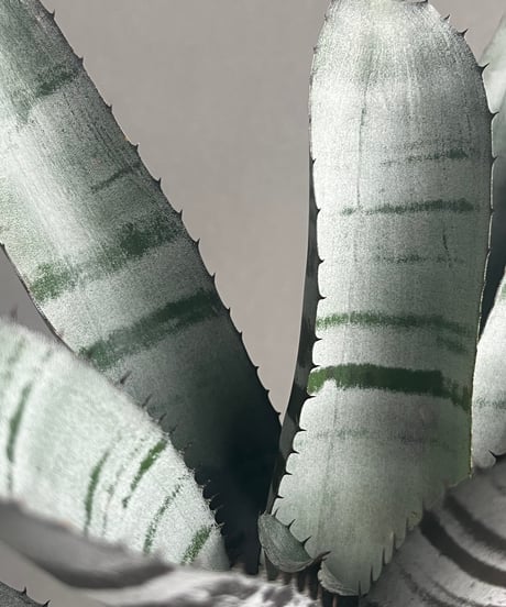 エクメア チャンティニー ブラック セレクト 「Aechmea chantinii Black Select」78M