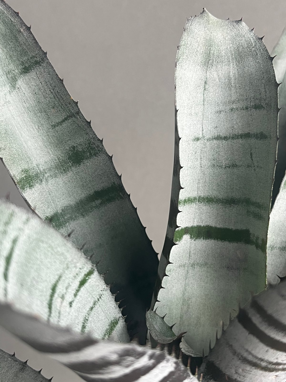 エクメア チャンティニー ブラック セレクト 「Aechmea chantinii Black