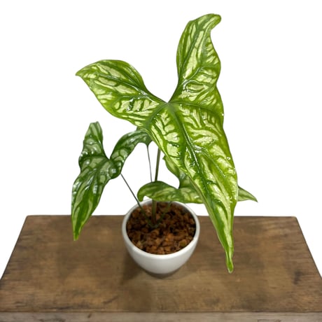 1 セルセスティス　ミラビリス　斑入り　激レア 1 セルセスティス ミラビリス 斑入り 激レア セルセスティス