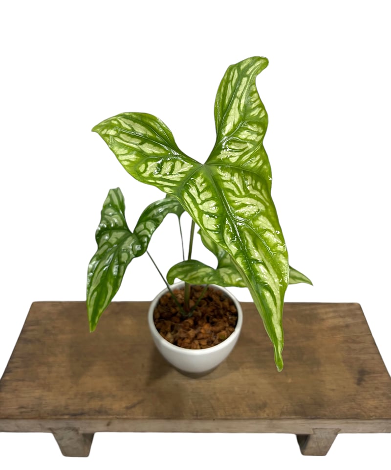 セルセスティス ミラビリス (N.E.Br) ボグナー「 Cercestis mirabili