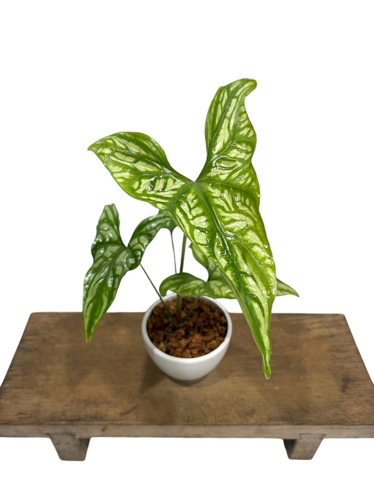 fit=scale-down,w=1200