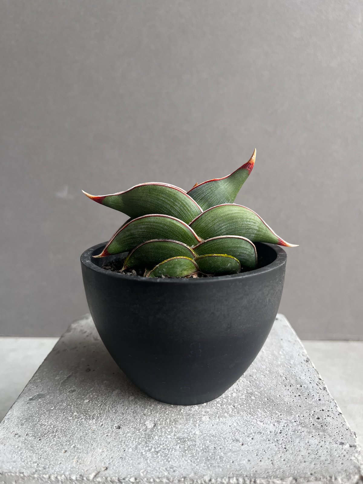 サンセベリア ロリダ 「Sansevieria rorida」35B | SHOUCHIKUEN