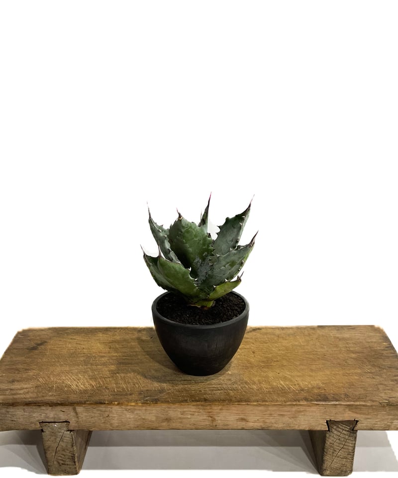 アガベ コロラータ「Agave colorata」10/13 | SHOUCHIKUEN