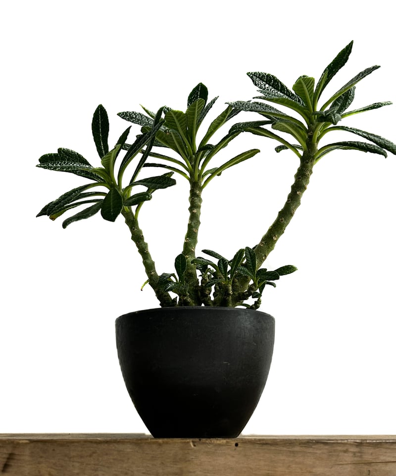 ドルステニア ギガス「Dorstenia gigas」5/12-487 | SHOUCHIKUEN