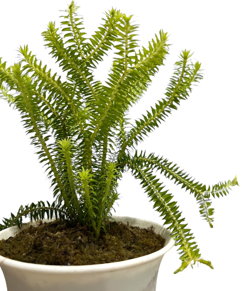 フペルジア sp. (シンソイ) ドワーフ 「Hupergia sp. (Singsoi) D