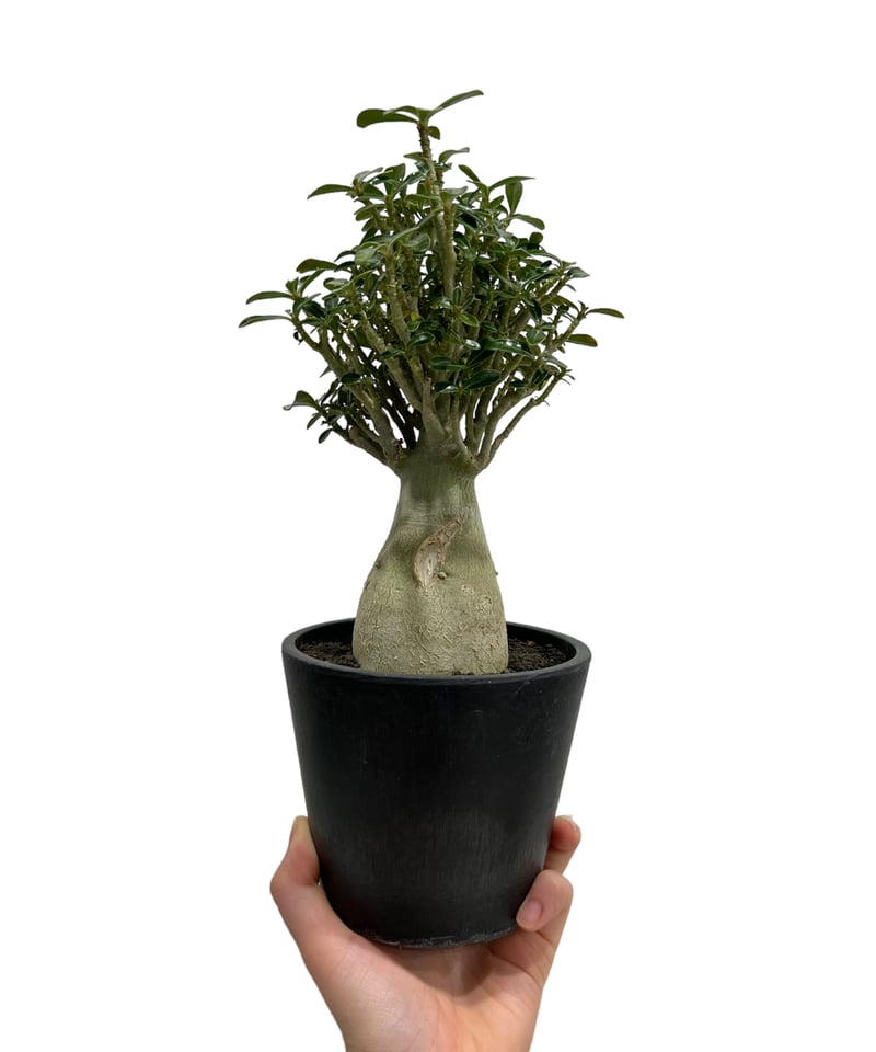 アデニウム タイ ソコトラナム(選抜個体)「Adenium Thai アデニウム タイ ソコトラナム(選抜個体)「Adenium Thai