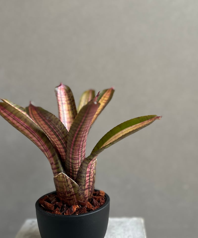 Neoregelia Skotak Hybrid〔ネオレゲリア〕N0602 アウトレット ストアフラワー・ガーデニング - Neoregelia Skotak