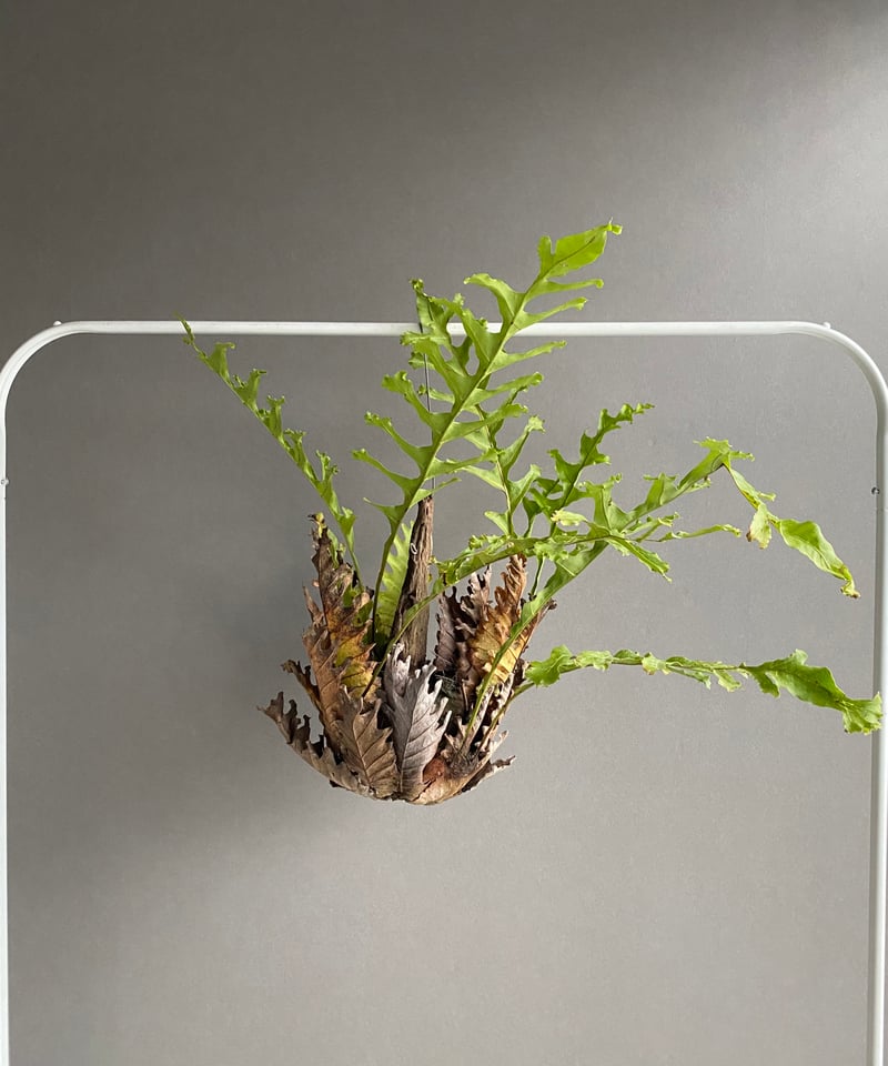 ドリナリア クエルシフォリア '変異種' 「Drynaria quercifolia 'Mut