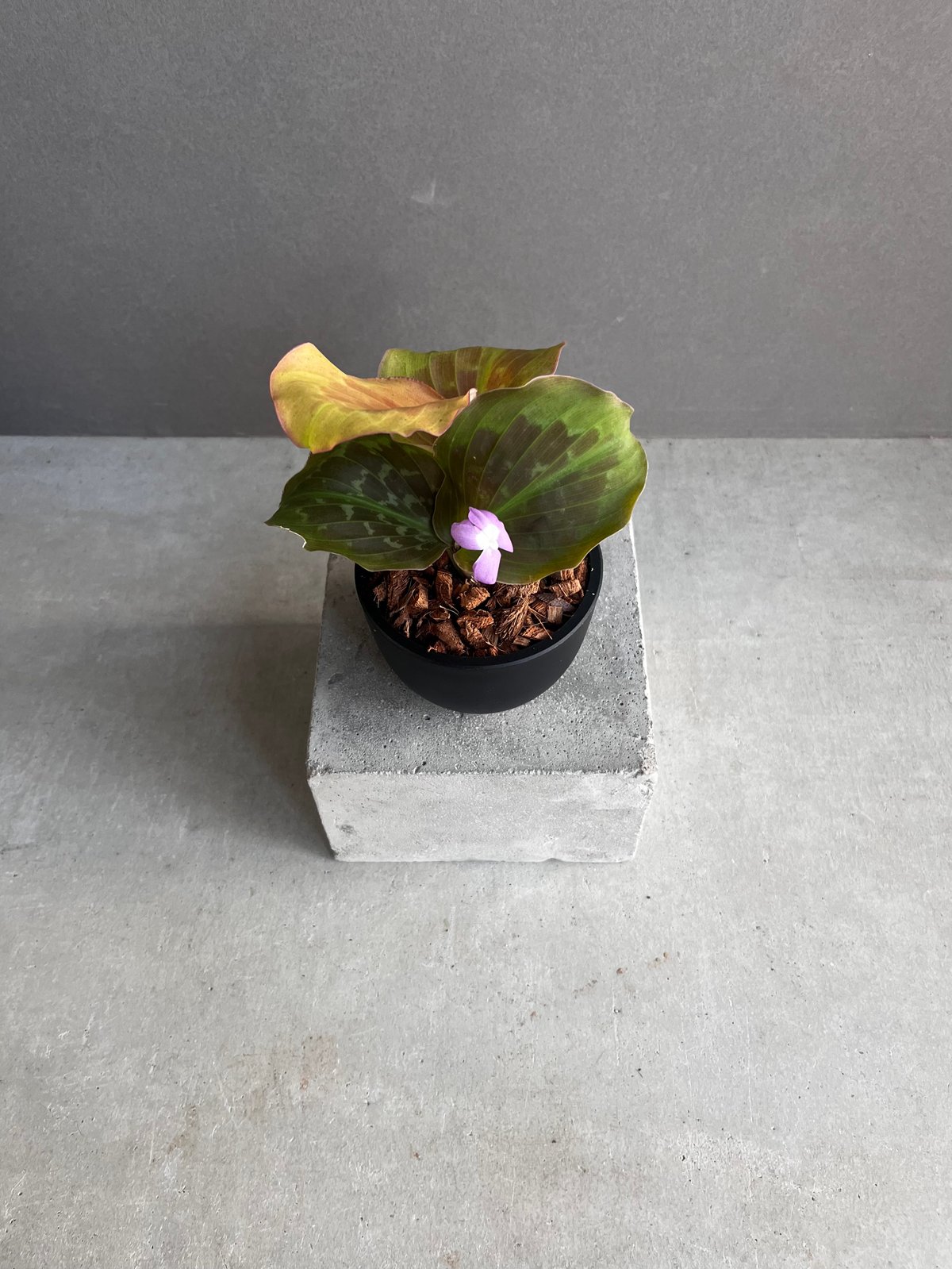 ケンフェリア プルクラ ピンク 斑入 「Kaempferia pulchra Pink Var